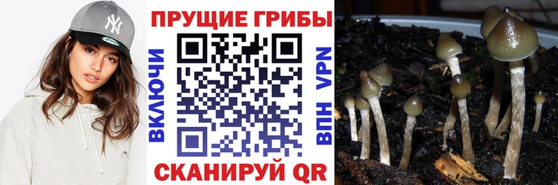 где найти наркотики  Урень  Галлюциногенные грибы Psilocybine cubensis 